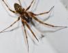 Lepthyphantes minutus